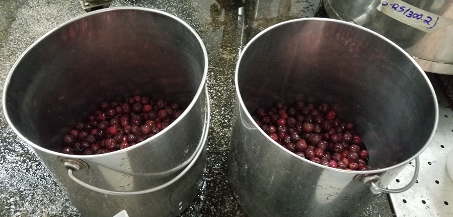 Boletim de Pautas da Empresa Brasileira de Pesquisa Agropecuária, Embrapa﻿ – Jornal Dia Dia