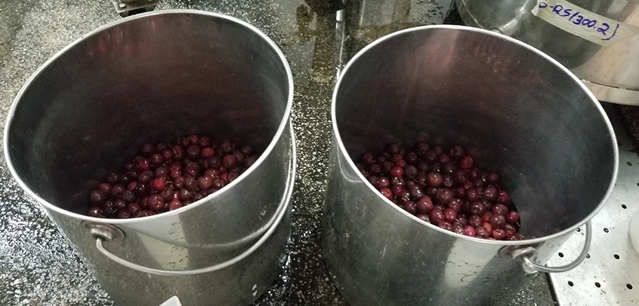 Boletim de Pautas da Empresa Brasileira de Pesquisa Agropecuária, Embrapa﻿ – Jornal Dia Dia