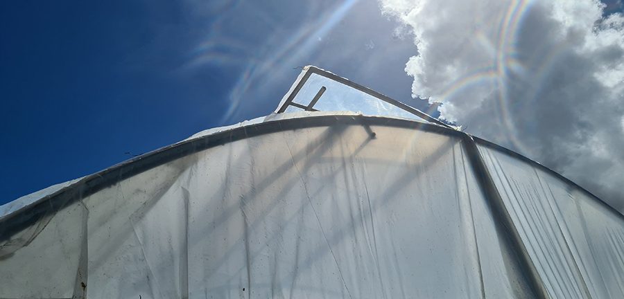 Boletim de Pautas da Empresa Brasileira de Pesquisa Agropecuária, Embrapa – Jornal Dia Dia