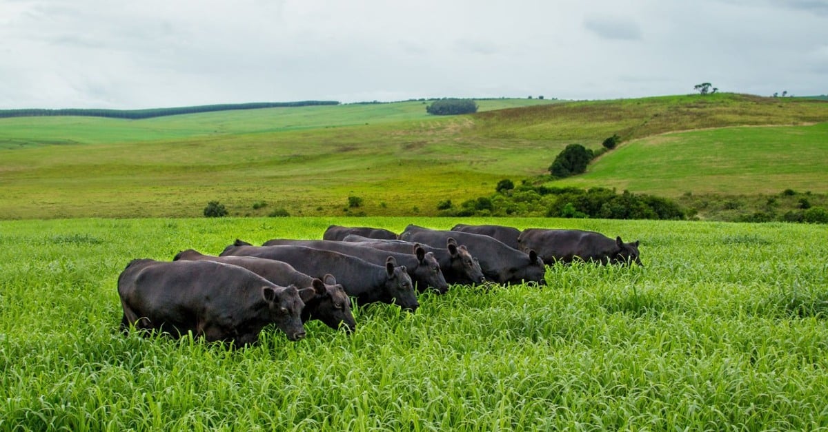 Descubra as vantagens do milheto!