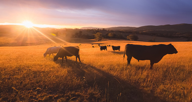 FAESP celebra a importância da Agropecuária no Dia do Agronegócio