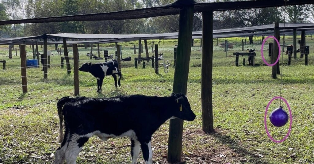 Interação pode reduzir o estresse do desmama em bezerros