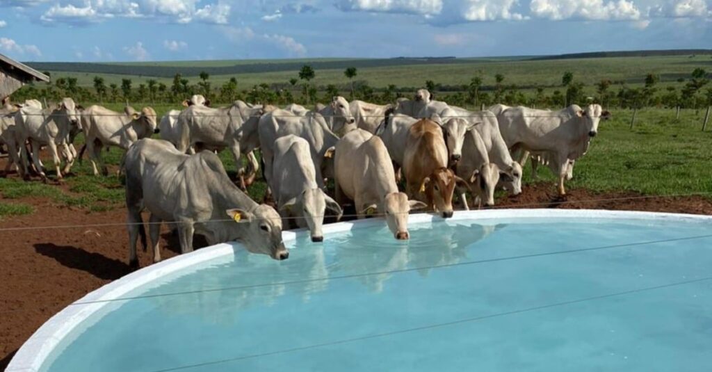 Levou bônus extra! Novilhada precoce é exemplo de pecuária sustentável em MS