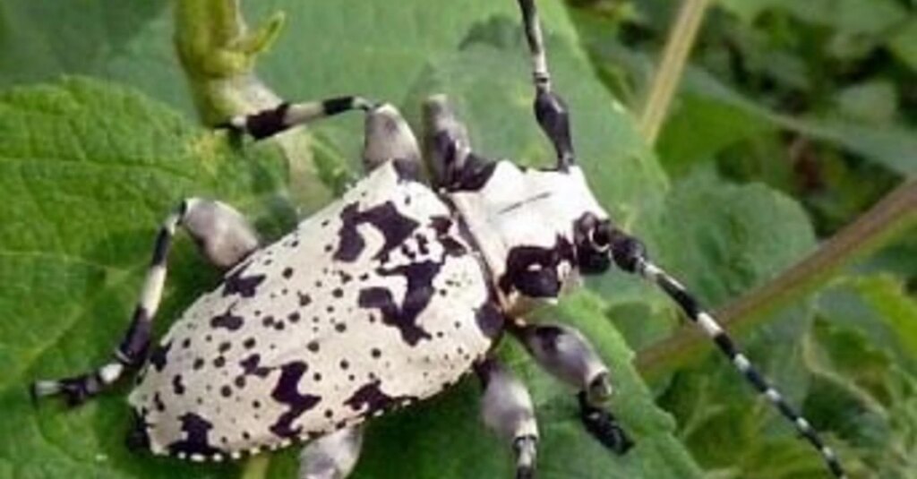 Fevereiro é época de controle da broca-da-erva-mate