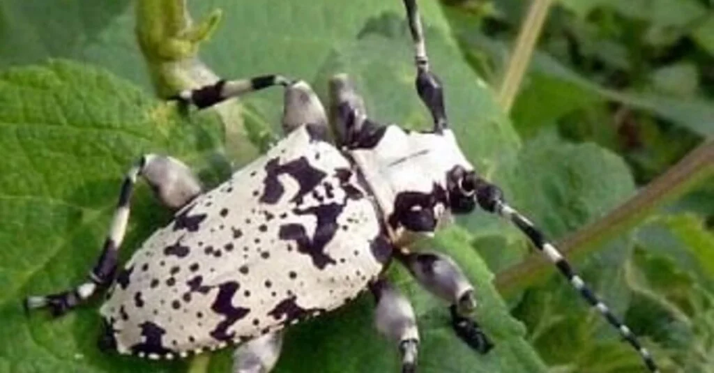 Fevereiro é época de controle da broca-da-erva-mate