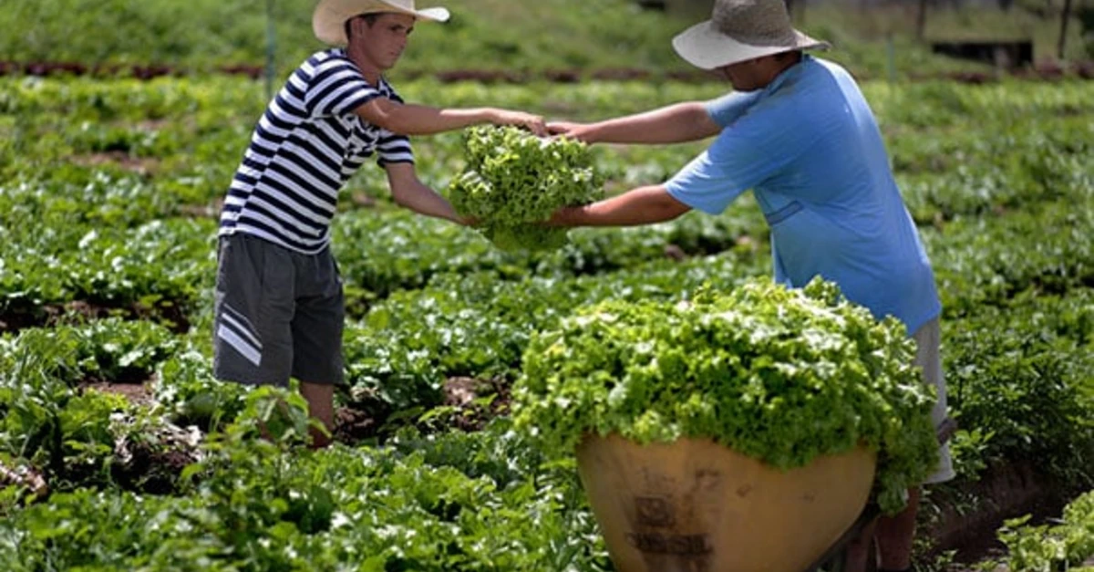 Descubra como os agricultores conseguiram!