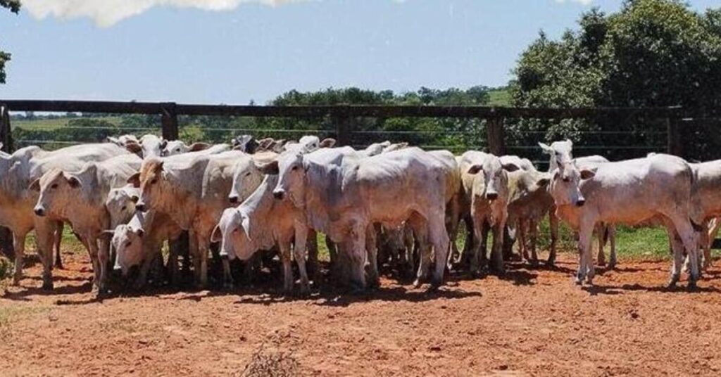 virtual em Campo Grande registra média de R$ 2.348/cabeça • Portal DBO