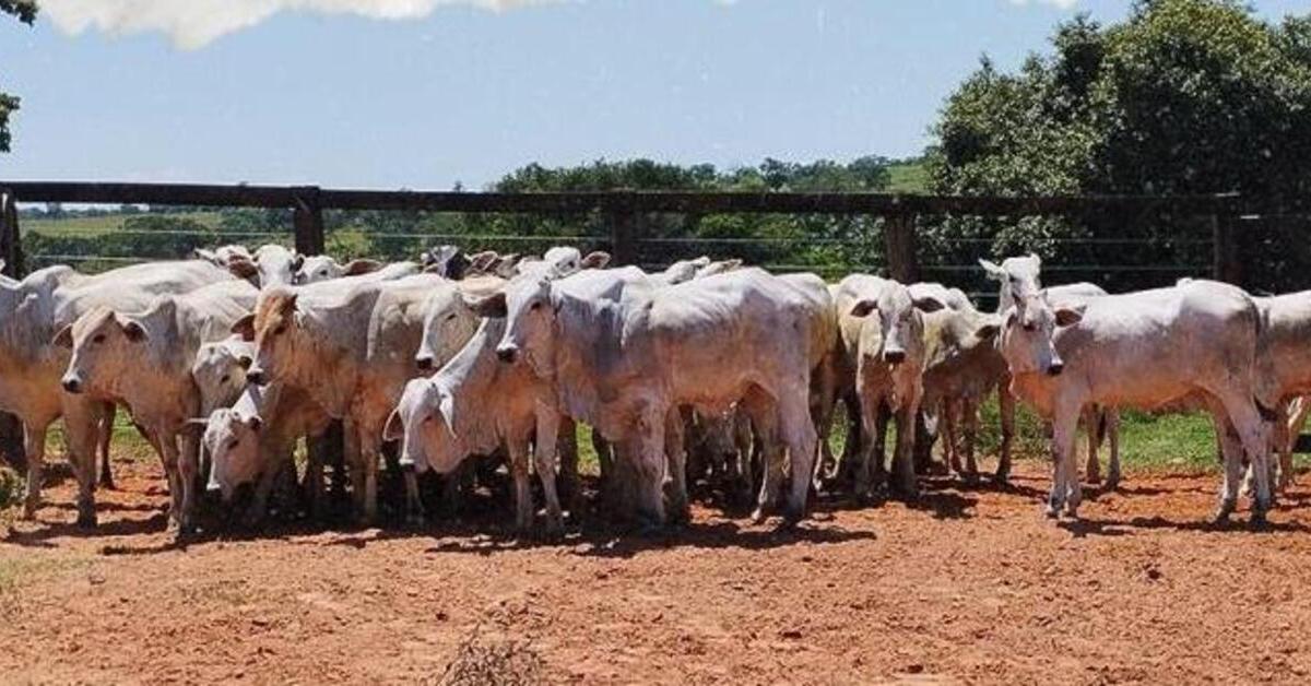 virtual em Campo Grande registra média de R$ 2.348/cabeça • Portal DBO