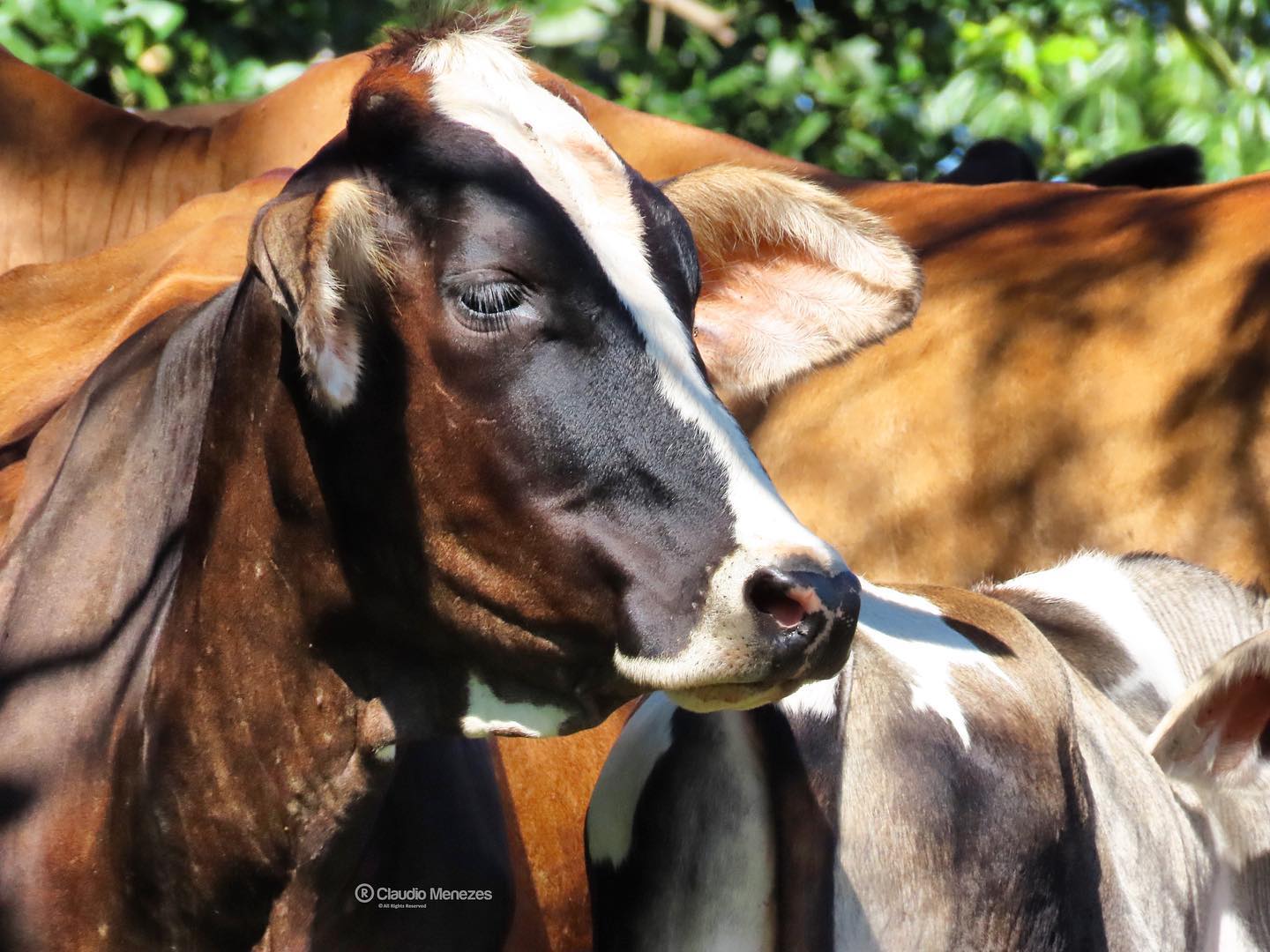 Cadeia produtiva do leite continuará perdendo produtores em 2024 — CompreRural