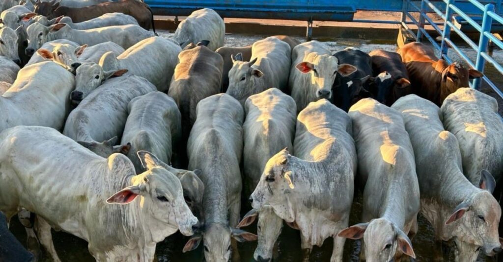 “Novilhada extra” tem bônus de quase R$ 95 por cabeça em MS