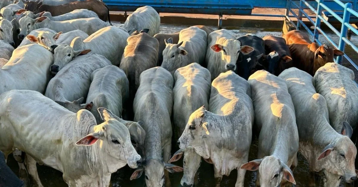 Descubra o bônus incrível em MS! 20 “Novilhada extra” tem bônus de quase R$ 95 por cabeça em MS