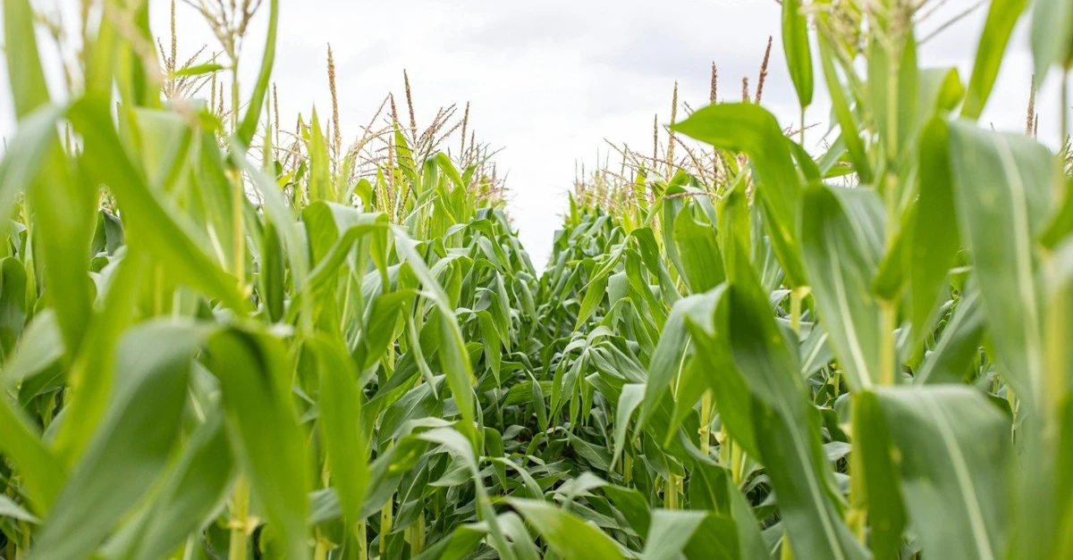 Descubra o impacto da safra de milho 2023/24! 3 Deral apresenta relatório sobre a safra de verão 2023/24 do milho