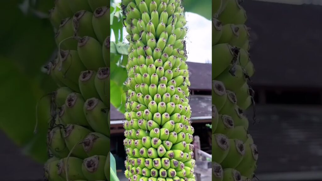 descubra o incrivel cacho de banana gigante agro
