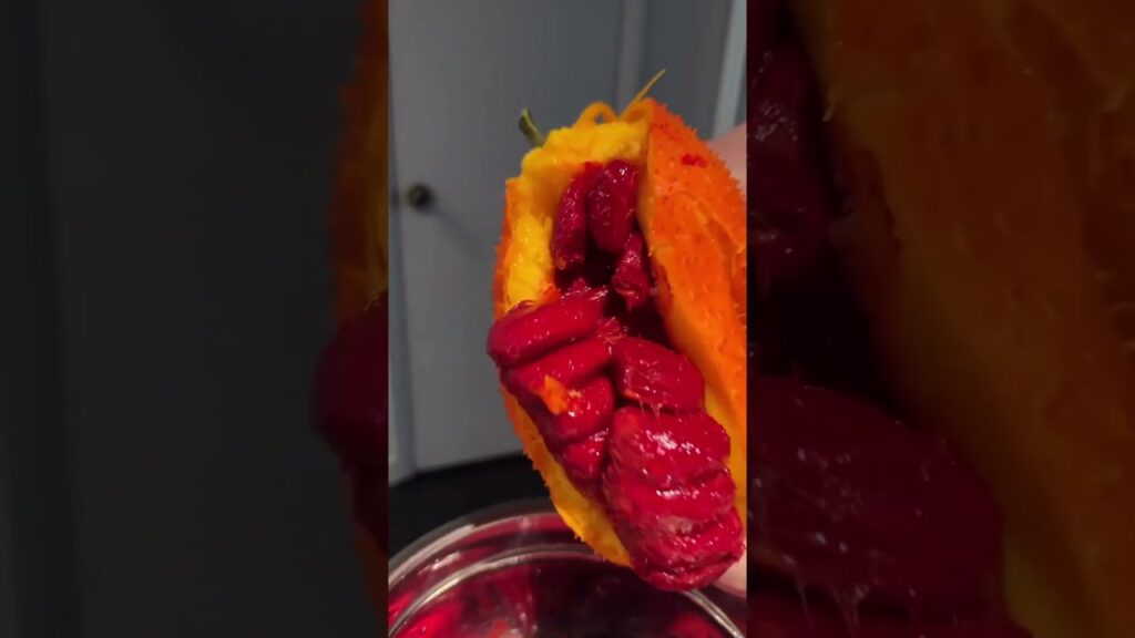 descubra o melao espinhoso frutasexoticas melaoespinhoso saboreie agro