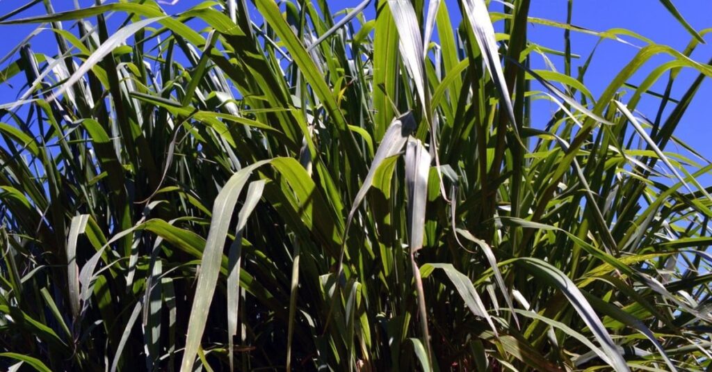Descubra o momento ideal para semear Mombaça 27 Capim Mombaça: especialista dá dicas do melhor período de semeadura