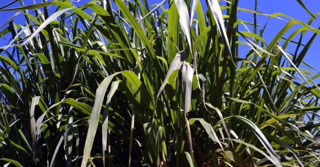Descubra o momento ideal para semear Mombaça 27 Capim Mombaça: especialista dá dicas do melhor período de semeadura