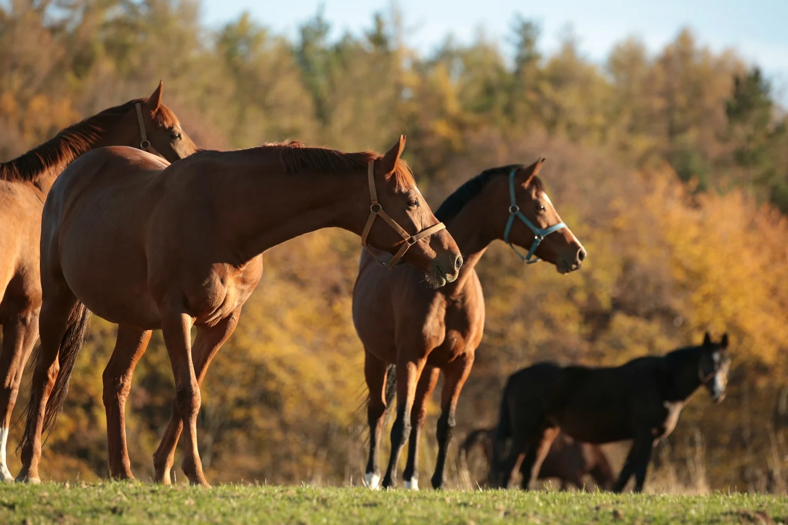 A importância das vitaminas do complexo B para os cavalos