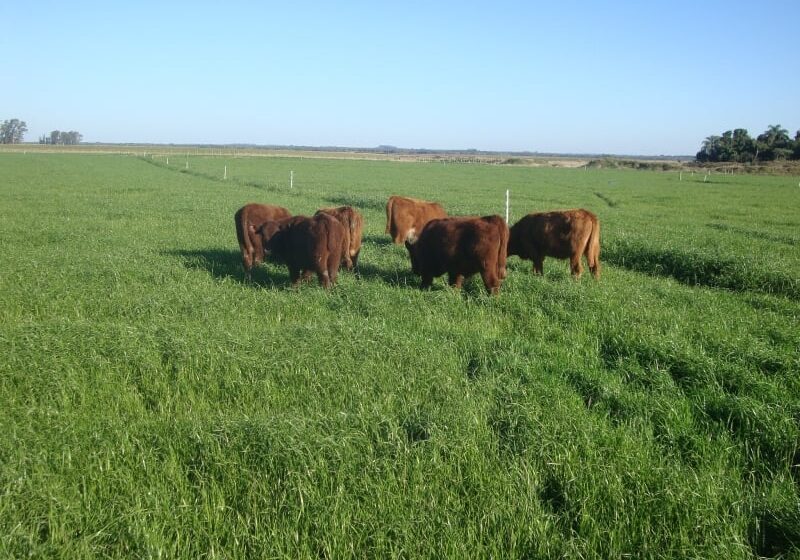 Descubra o propósito do Instituto Gaúcho da Carne.