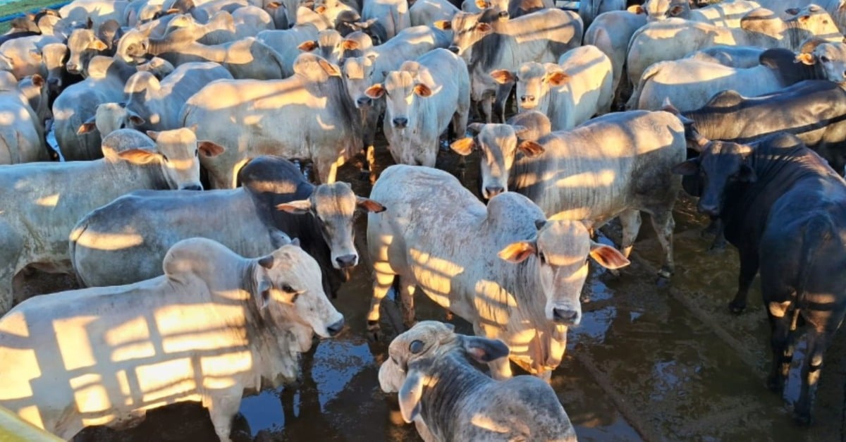 Descubra o que aconteceu com o gadão!