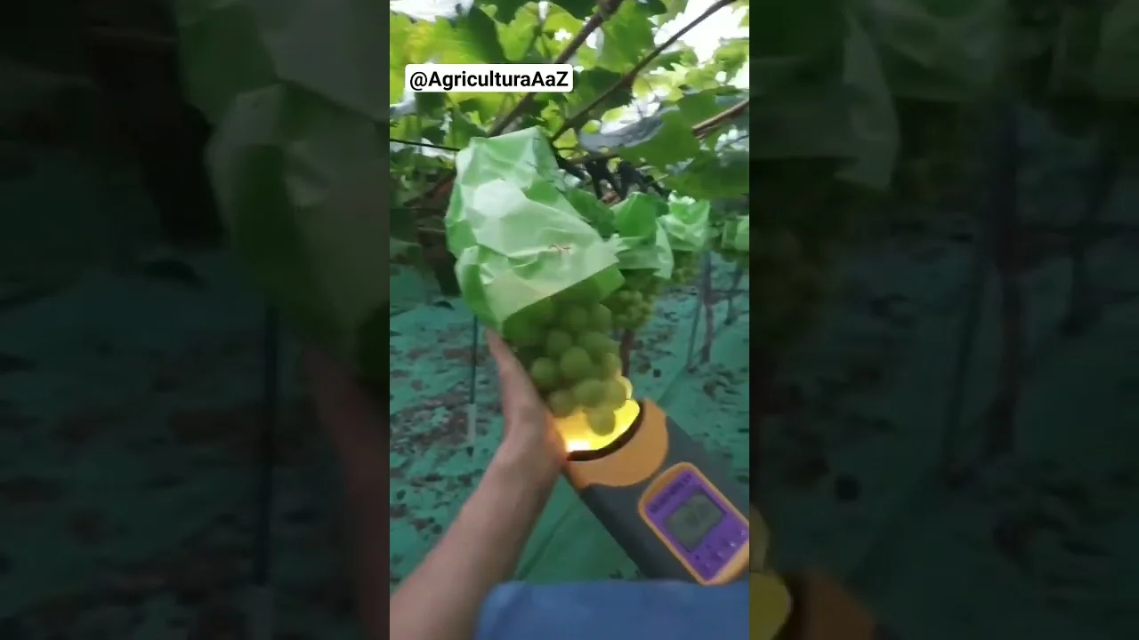 "Descubra o Segredo da Colheita de Uvas!" 🍇#agro 1 descubra o segredo da colheita de uvas f09f8d87agro