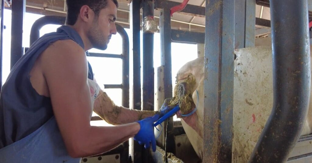 Estação de fertilidade: fazendeiro dá o passo a passo para produzir superprecoces