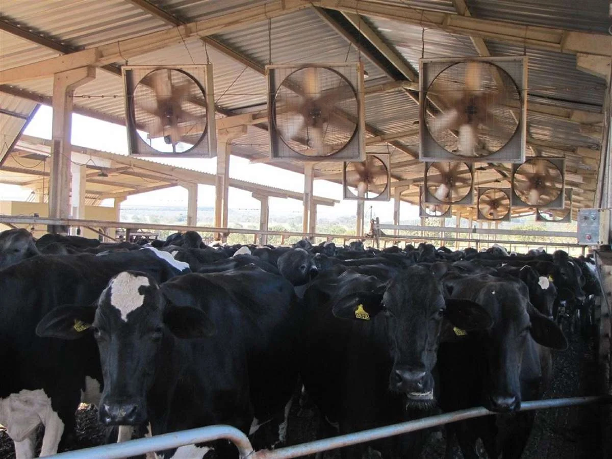 Descubra o segredo da produção de leite! 15 Qualidade da ventilação e desempenho de vacas leiteiras