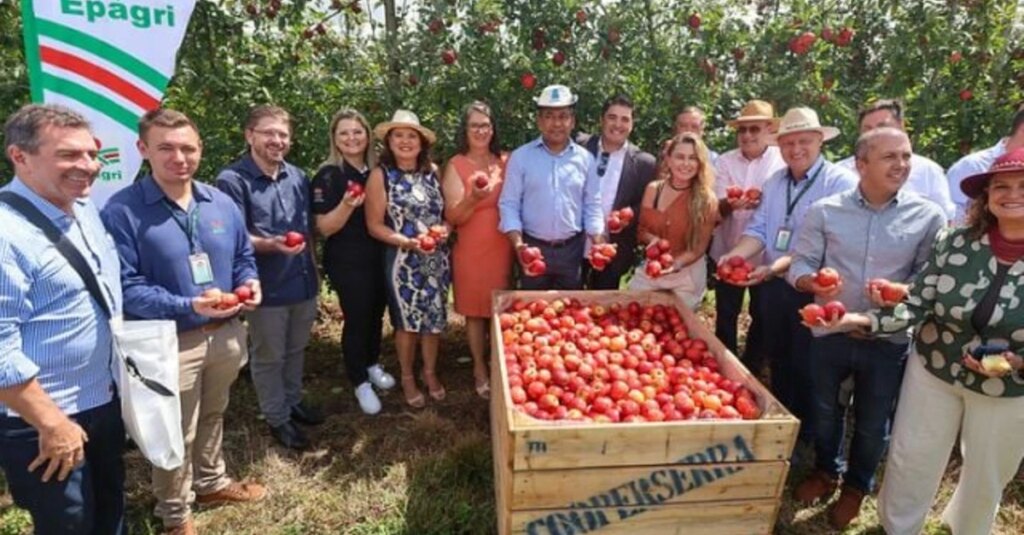 Descubra o segredo da safra nacional da maçã em Santa Catarina! 4 Santa Catarina da início à safra nacional da maçã