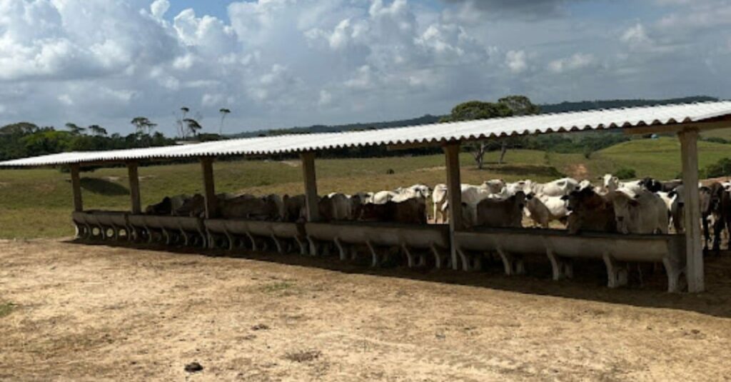 Saiba como montar uma estrutura ideal para terminação intensiva a pasto 