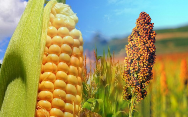 Foto de capa da notícia: Inscrições abertas para o Programa Troca-Troca de Sementes de Milho e Sorgo