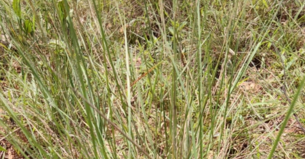Descubra o segredo do capim misterioso!