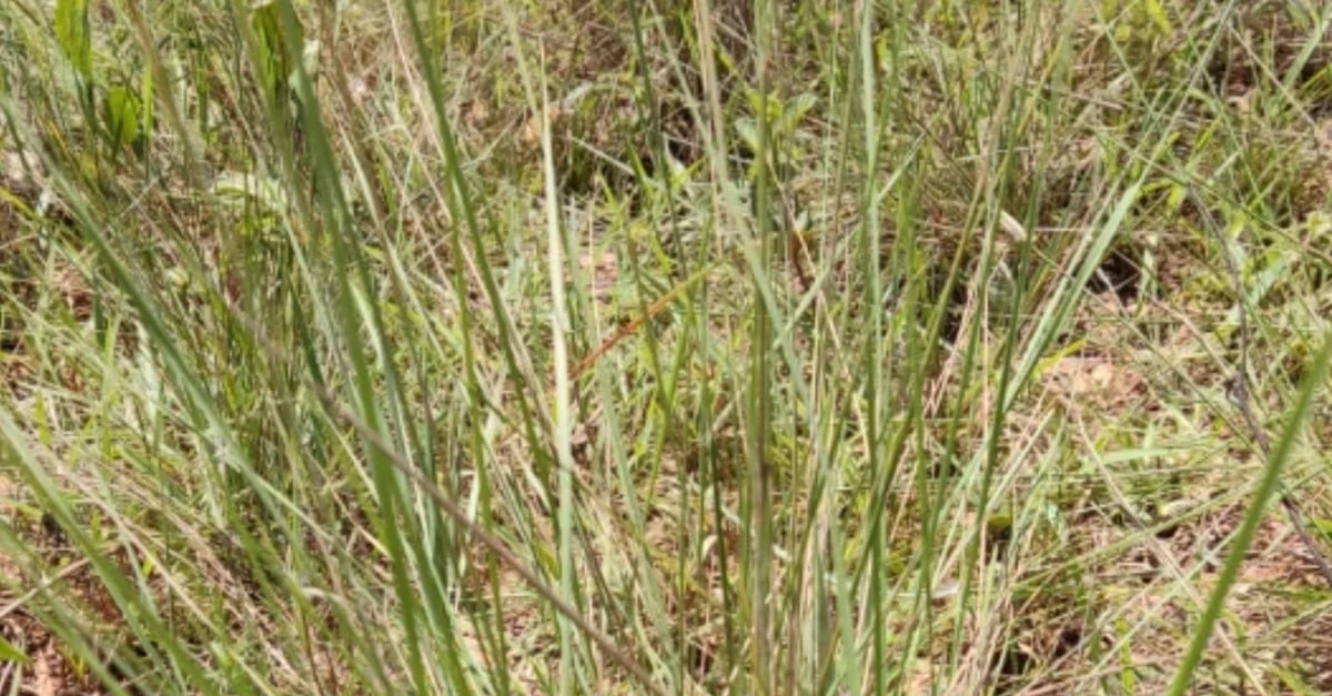 Descubra o segredo do capim misterioso! 1 Capim misterioso surge em propriedade e especialista desvenda a espécie que é. Confira