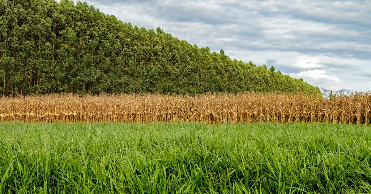 Relatório do Fórum Econômico Mundial destaca potencial econômico do Cerrado • Portal DBO