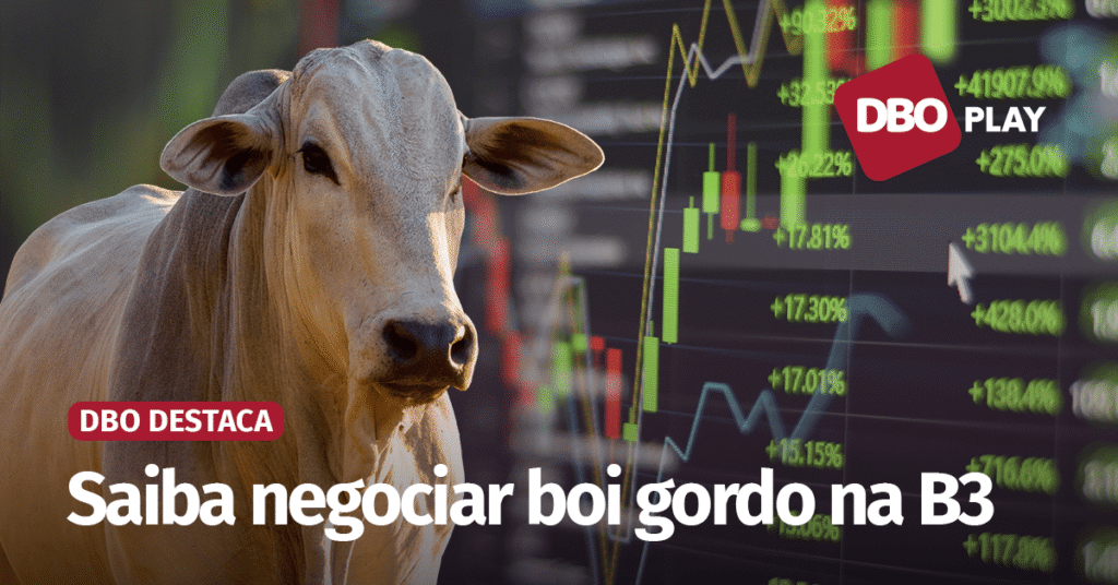 Descubra o segredo do mercado futuro do boi gordo 28 Boi gordo