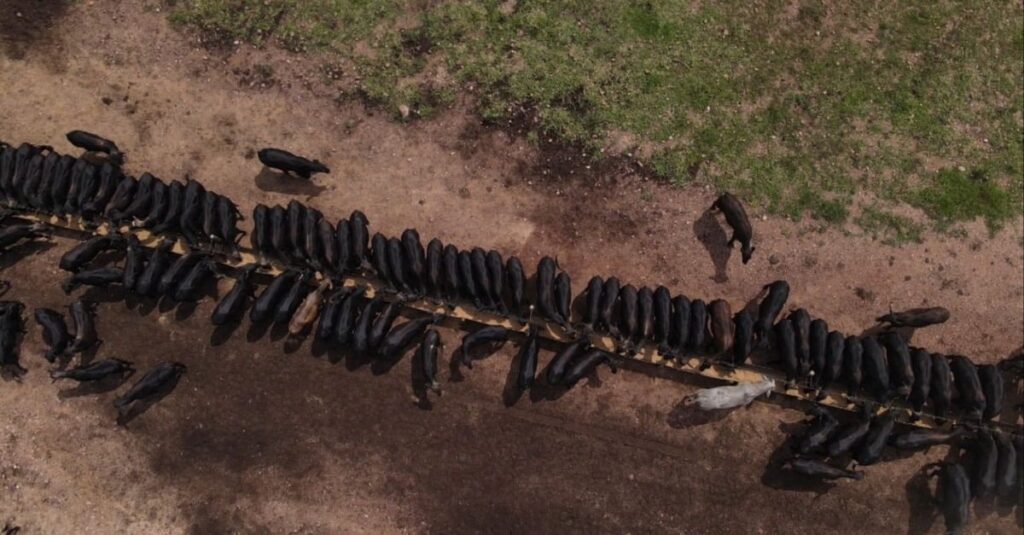 Planejamento na engorda: o segredo está nos detalhes do sistema. Saiba o porquê