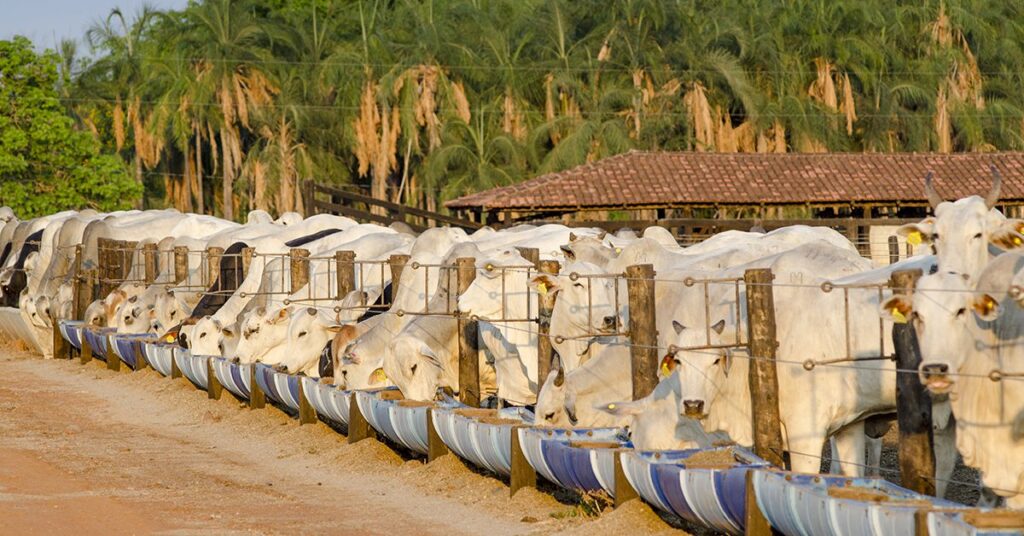 Como o valor genético impacta a produção e a lucratividade bovina • Portal DBO