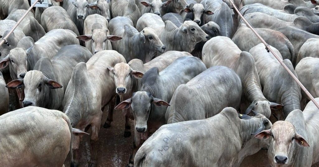 Maioria é dente de leite! Nelore precoce assusta com mais de 18@ em MT