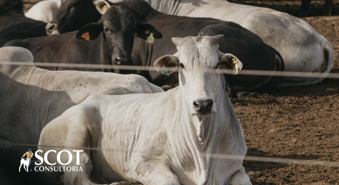 descubra o segredo por tras da cotacao do boi 1