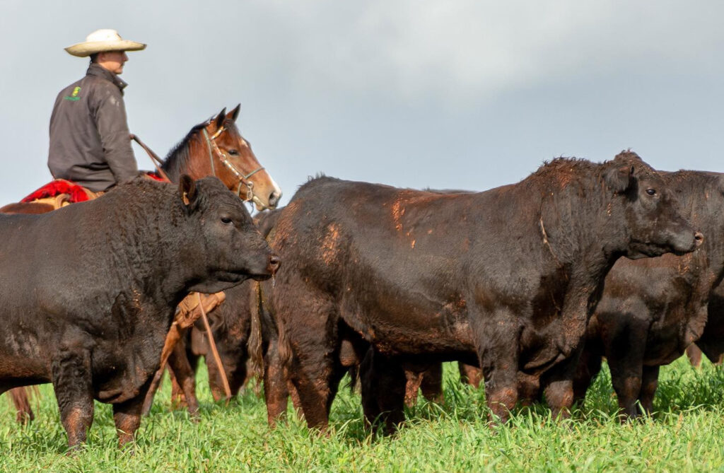 Veja como fica a arroba do boi gordo neste começo de mês — CompreRural