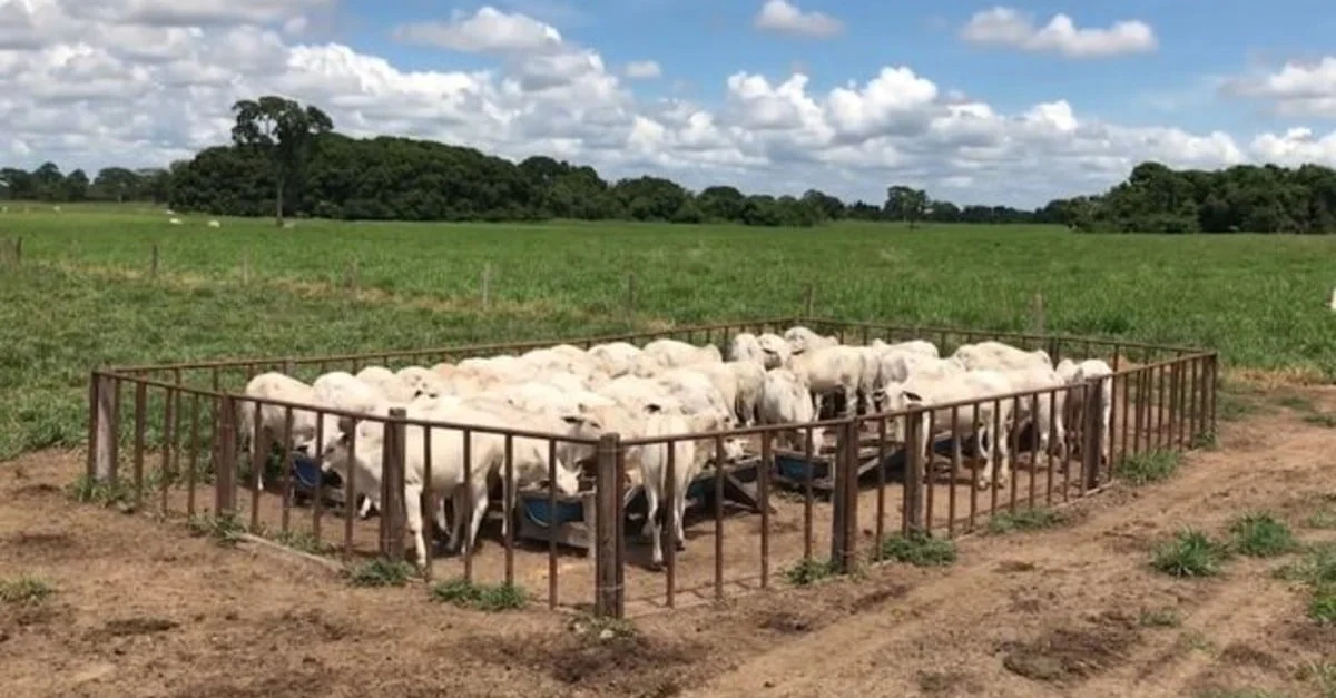 Descubra os segredos da creep-feeding! 22 Creep-feeding: confira os níveis certos de proteína e quantidade de ração