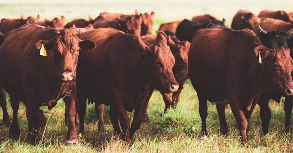 remate em Pelotas aponta média de R$ 2.451 • Portal DBO