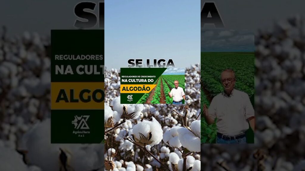 descubra os segredos do algodao f09f8cb1