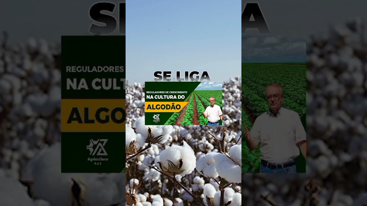 Descubra os segredos do algodão! 🌱