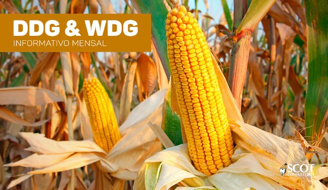 descubra os segredos do mercado ddg wdg 1