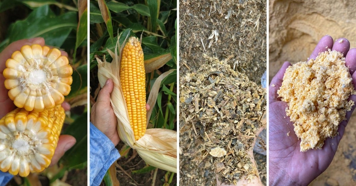 descubra os tipos de silagem de milho 1