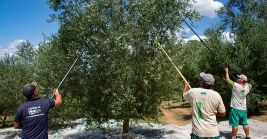 Rio Grande do Sul lidera produção de azeite de oliva