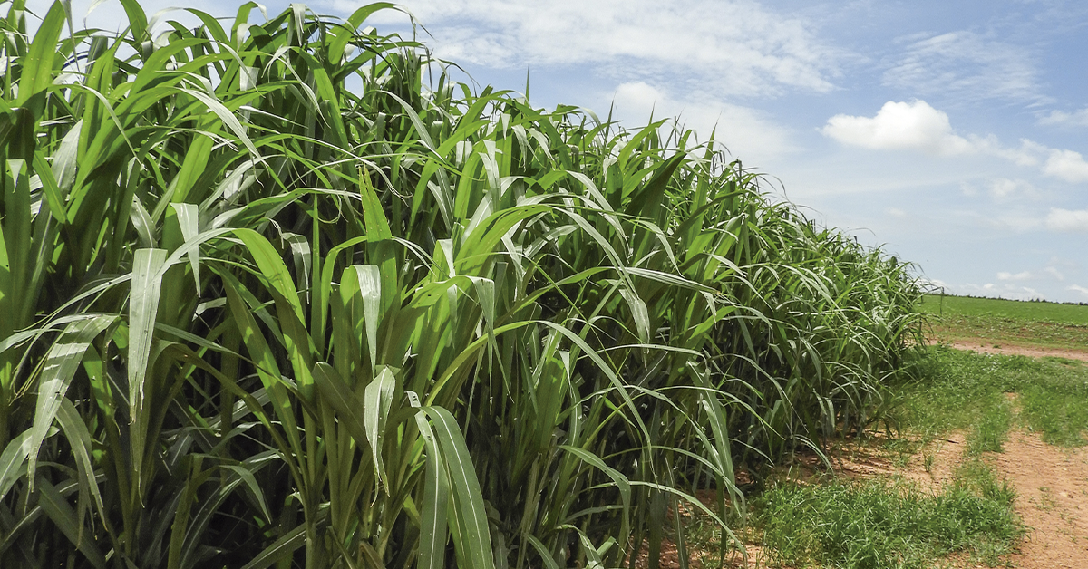 Descubra segredos genéticos da Embrapa no Dia das Pastagens.