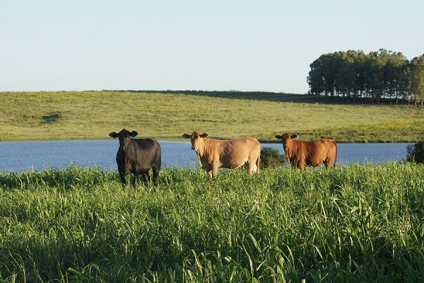 Descubra tecnologias integradas para o arroz.