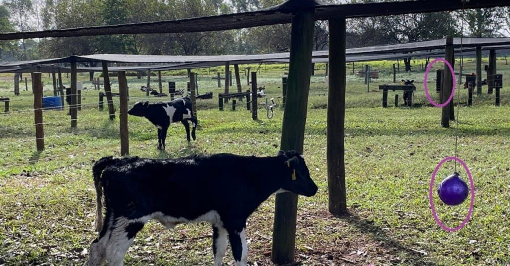 Objetos e contato social amenizam estresse da desmama em bezerros leiteiros