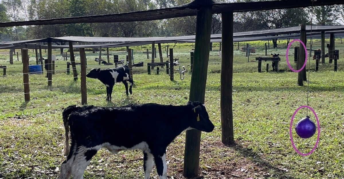 Desmama dos bezerros: importância do contato social e objetos