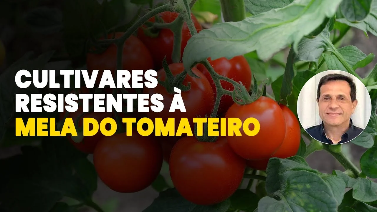 desvendando a resistencia a mela do tomate